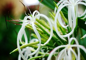 whiteflower