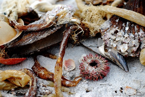 shells