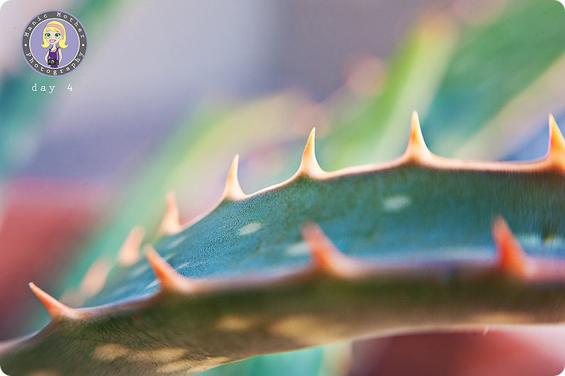 aloe