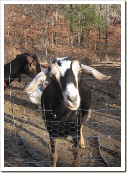 goats 002 A