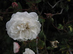 IMG_0147.JPG