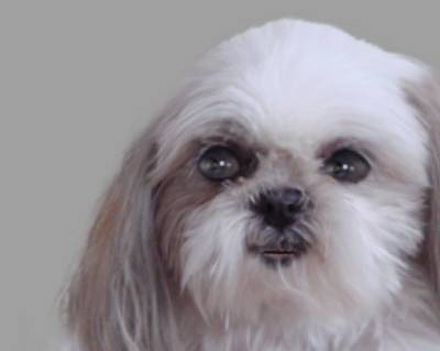 Dog Flash