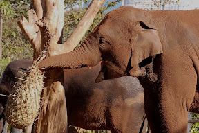 Elephant.jpg