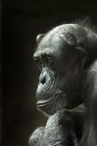 Chimp head.jpg