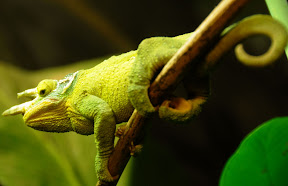 Chameleon.jpg