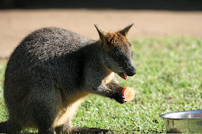 Wallaby.jpg