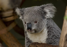 Koala.jpg