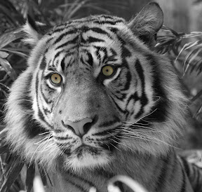 Tiger4.jpg