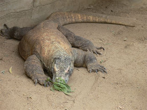 Komodo Dragon.jpg
