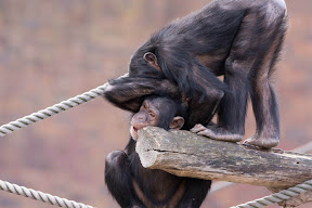 Chimps young.jpg