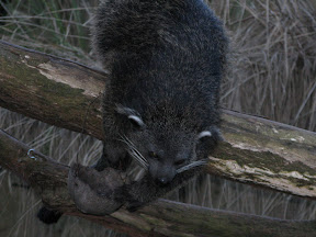 Binturong.JPG
