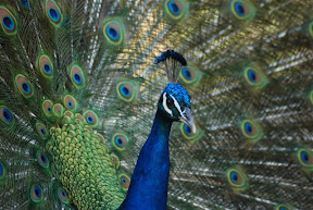 Peacock.jpg