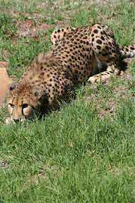 Cheetah.JPG