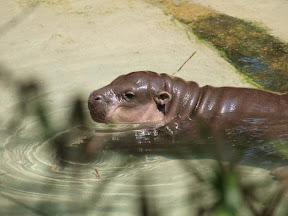 Hippo baby2.jpg