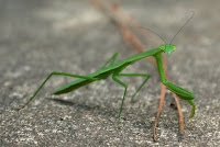This green praying mantis posed for me on the front sidewalk. His bright green colour contrasts beautifully with the grey and textured sidewalk. This green praying mantis posed for me on the front sidewalk. His bright green colour contrasts beautifully with the grey and textured sidewalk.