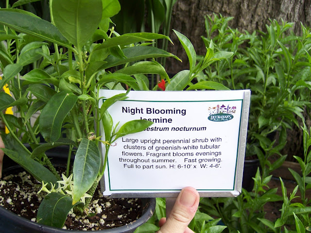 Night Blooming Jasmine Night Blooming Jasmine