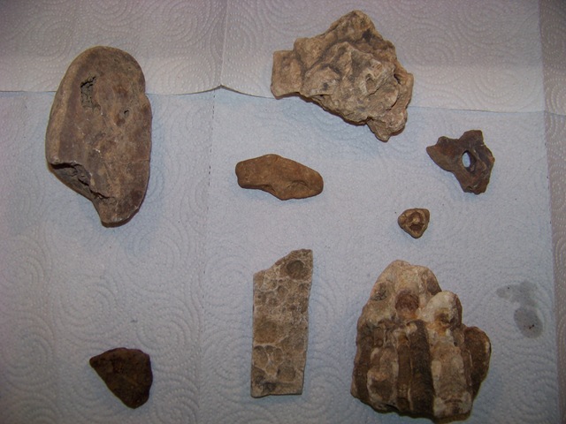 [fossilrocks[2].jpg]