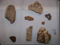 fossilrocks