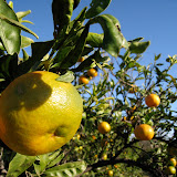 Clementines
photo: Dorothee Fischer