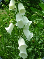 Digitalis purpurea Common Foxglove 0510 (1) Digitalis purpurea Common Foxglove 0510 (1)
