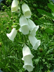 Digitalis purpurea Common Foxglove 0510 (1)