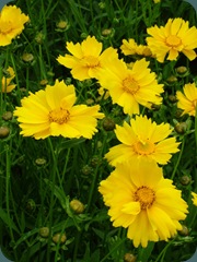 Coreopsis lanceolata (3) Coreopsis lanceolata (3)