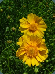 Coreopsis lanceolata (5) Coreopsis lanceolata (5)