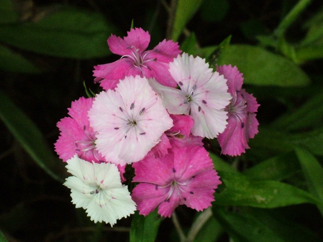 [Sweet William Dianthus barbatua Caryophyllaceae (15).jpg]