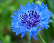 cornflower bachelors button (2)