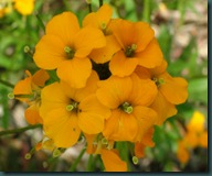 Siberian Wallflower Cheiranthus allionii