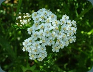CommonYarrow (8) CommonYarrow (8)