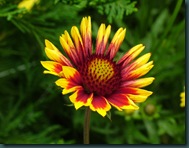 Indian Blanket Gaillardia pulchella (1)