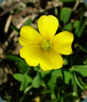 yellow wood sorrel