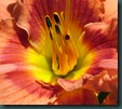 DSCF6462 DSCF6462