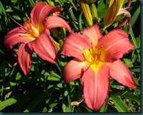 DSCF6419 DSCF6419