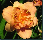 DSCF6359 DSCF6359