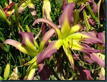 DSCF6465 DSCF6465