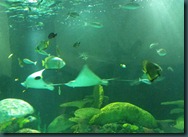 stingrays (1) stingrays (1)