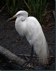 great egret (1) great egret (1)