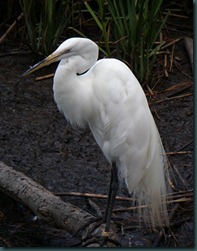 great egret (1)