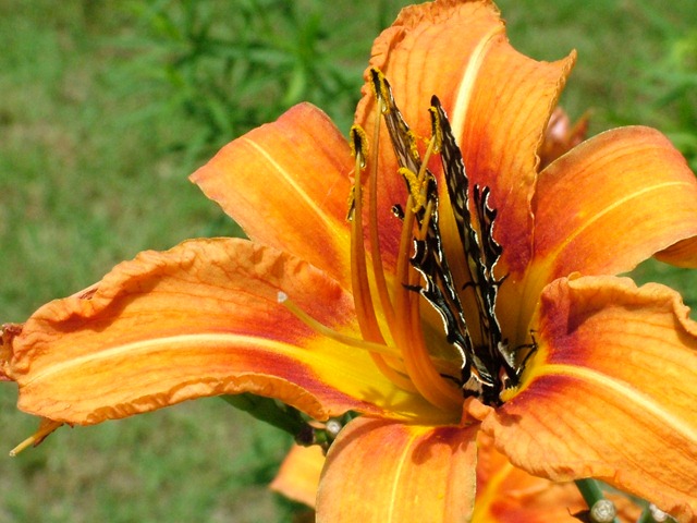 [swallowtail-day lily (7)[18].jpg]