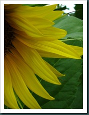 sunflower petals0731 (3)