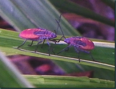 red bugs (1)