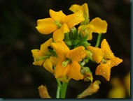 DSCF7155 DSCF7155