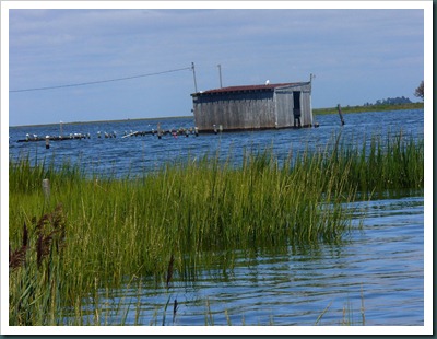 crab shack white (2)