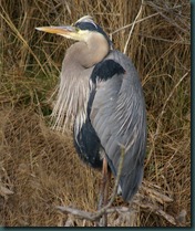 great blue heron