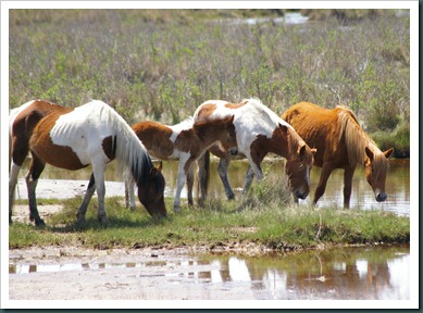 pony and 3 pony and 3