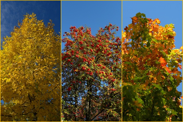 [foliage collage[5].jpg]