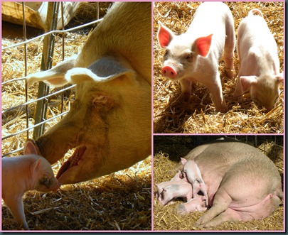 piglet collage2 piglet collage2