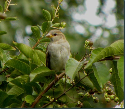 bird in crepe (4)